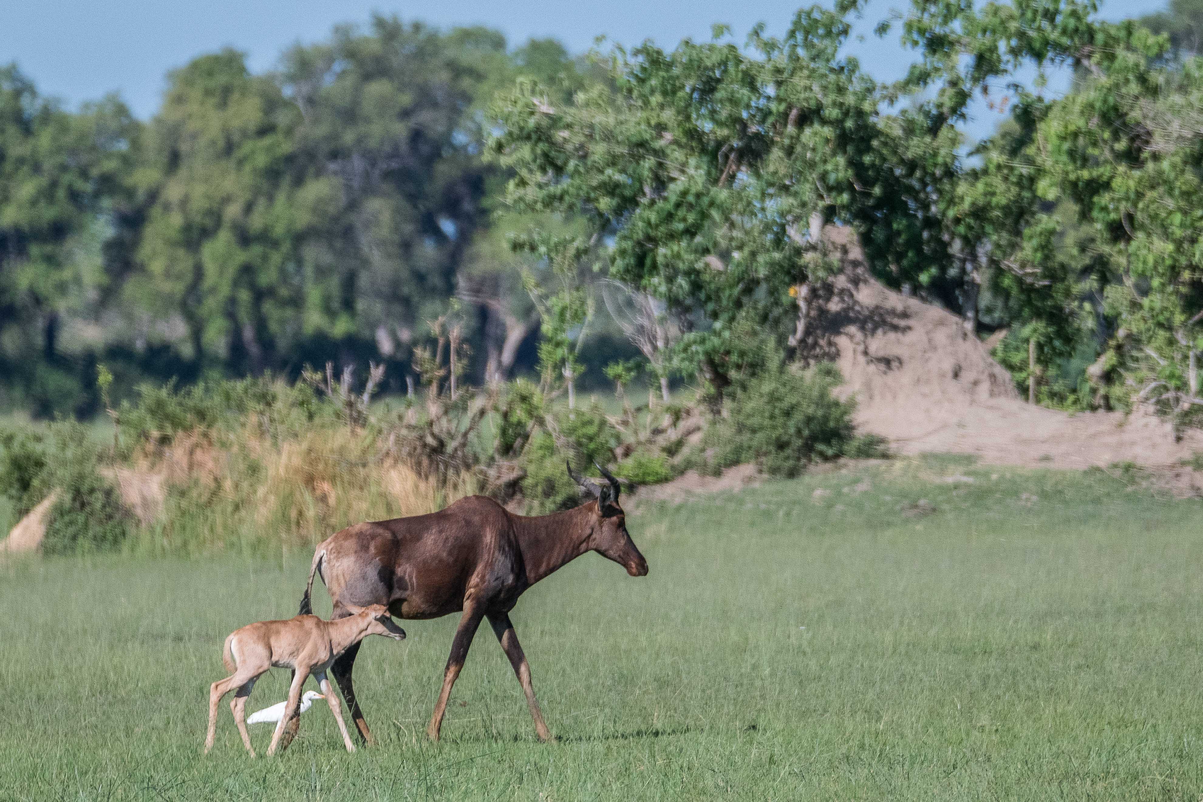 Damalisque commun ou Sassabi  (Tsessebe, Damaliscus lunatus), femelle adulte et juvénile suivis par un Héron Garde-boeufs, Shinde, Delta de l'Okavango, Botswana.
